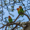 on Ang'ata Migration Camps big Acacia; Ndutu, NCA, Tanzania